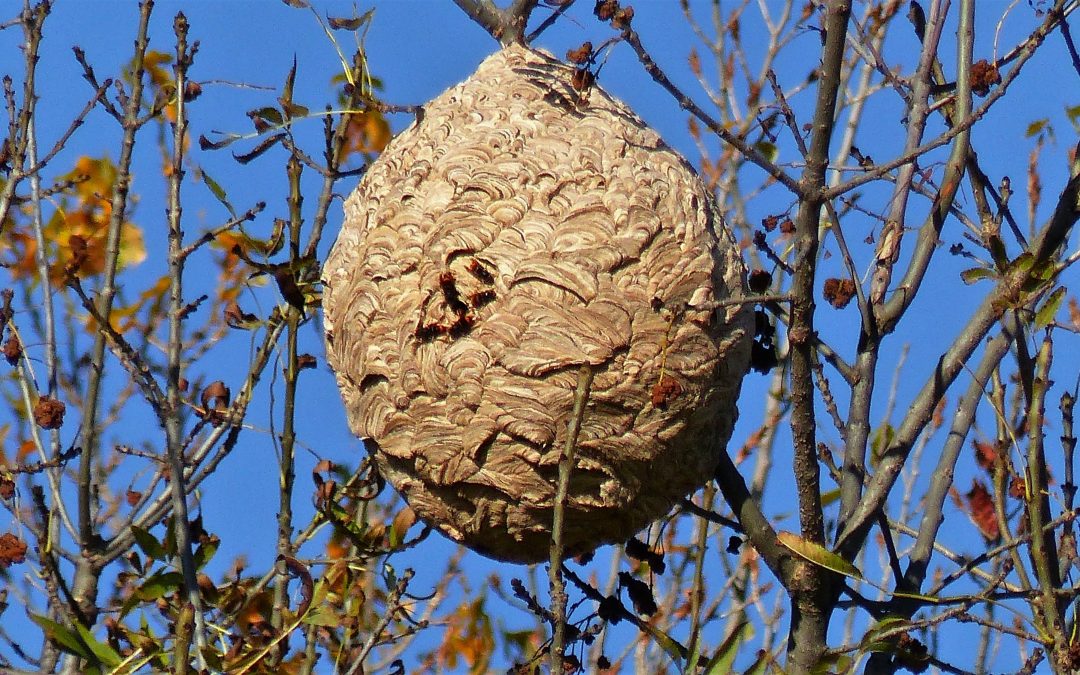 Destruction de nids de guêpes et de frelons à La Celle Saint Cloud